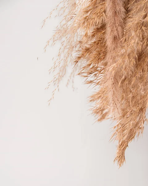 Dried yellowed pampas grass on isolated background, dried plants. Minimalist background in cottage aesthetic, rustic style. Neutral pampas grass background, earth tones. Serene rustic beauty.