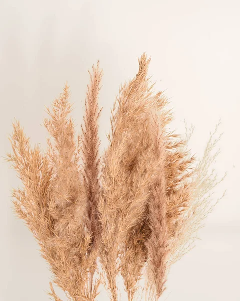 Dried Yellowed Pampas Grass Dried Plants Minimalist Background Cottage Aesthetic Fotos De Stock
