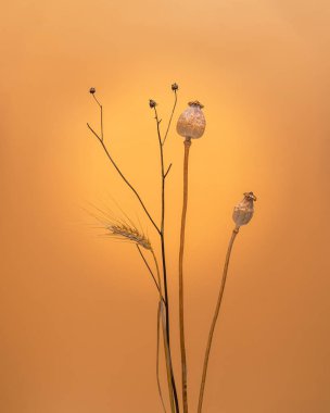 Dried poppy heads, ear of wheat, dried meadow grass on a warm background, natural herbarium, beautiful cottagecore aesthetic, minimalist country and boho floristics, earthy tones organic dried plants