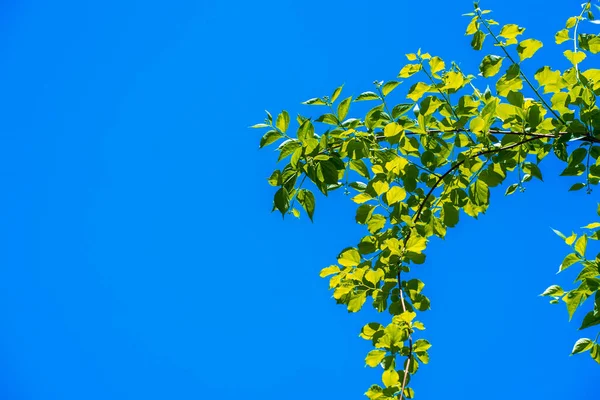 Brightly lit by sunlight beautiful tree branch with young spring green leaves against the blue sky, spring blue sky on a sunny morning, natural minimalism in nature, photography background. Copy space