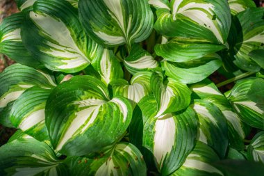 Hosta Enterprise bitkisinin yeşil ve beyaz yapraklarının yakın çekimi, doğal yeşillik deseni, fotorealizm, parlak beyaz saplı ve yapraklı güzel gölgeli ev sahibi, güneş ışığı.