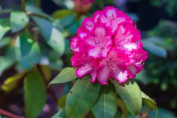 Flor Rododondro Primavera Rosa Com Folhas Verdes Fundo Feixe Lateral — Fotografia de Stock
