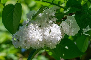 Bir bahar günü, bir ağaç dalında yetişen bir demet beyaz leylak çiçeği yeşil yapraklarla, yaprakların arka planında güzel beyaz bir leylak, makro, natüralizm.