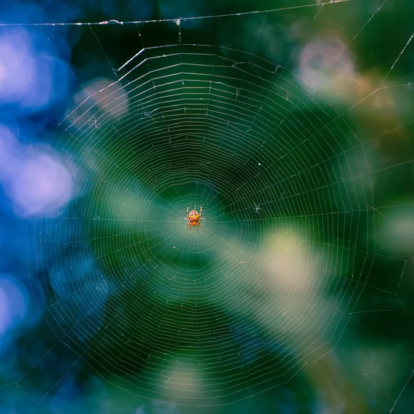Close Van Een Spinnenweb Met Een Gele Spin Het Midden — Stockfoto