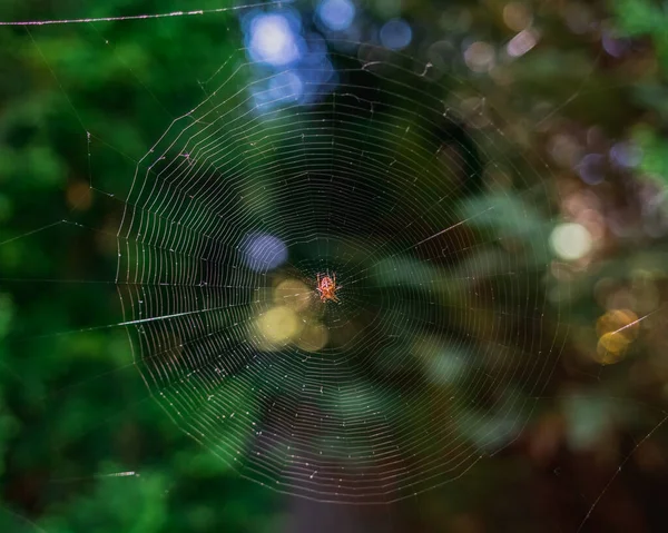 Nahaufnahme Eines Netzes Mit Einer Gelben Spinne Der Mitte Auf — Stockfoto