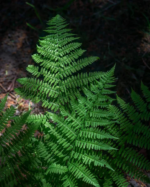 Natural pattern of fern leaves in the forest on a blurred dark background next to the forest floor and undergrowth, shallow depth of field, macro photography, sunlight on fern leaves in spring