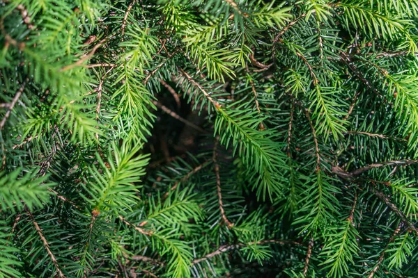 Natural Pattern Green Spruce Branches Sunlight Small Green Needles Empty — Stock Photo, Image