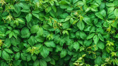 Yeşil duvarla kaplı güzel yeşil dantelli üzüm yaprakları yağmur damlalarında, gerçek yeşil zemin, doğal bahar yenileme konsepti, taze doğal doğal üzüm yaprakları, kopyalama alanı