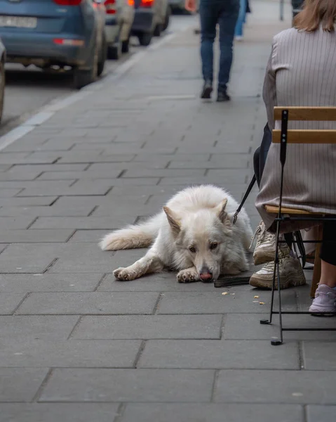 Sad white purebred dog lying on the sidewalk next to his owner in a street cafe, sad eyes of a loyal dog on a city street in the evening, street photo