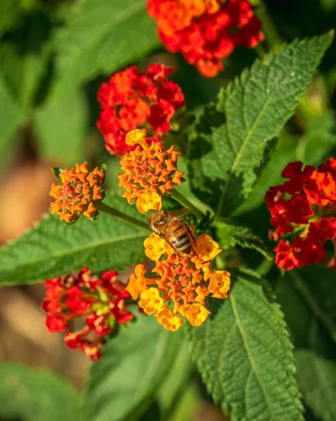 Eine Biene Sammelt Nektar Auf Einer Wunderschönen Lantanablüte Natürlichem Sonnenlicht — Stockfoto