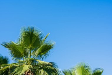 Bulutsuz mavi gökyüzüne karşı parlak güneş ışığı altında palmiye yaprakları, minimalist güzel tropikal arka plan, doğal renk ve güneş ışığı, kopyalama alanı