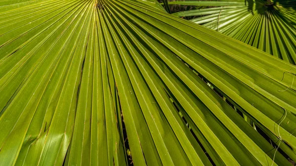 Lange Linien Von Palmblättern Minimalistischer Geometrischer Tropischer Grüner Hintergrund Natürliches — Stockfoto