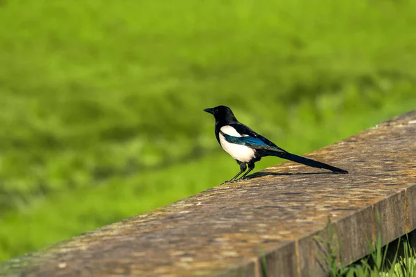 Colorful magpie bird with long tail on blurred green natural background, 3 springs, photonaturalism, minimalist nature spring rebirth concept. Spring concept. Copy space
