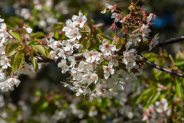 白樱花和嫩绿的叶子 在阳光下 在树枝上 在春天的自然背景下 在一棵树的近旁 开着白花 在四月的明亮的摄影 生态艺术 — 图库照片