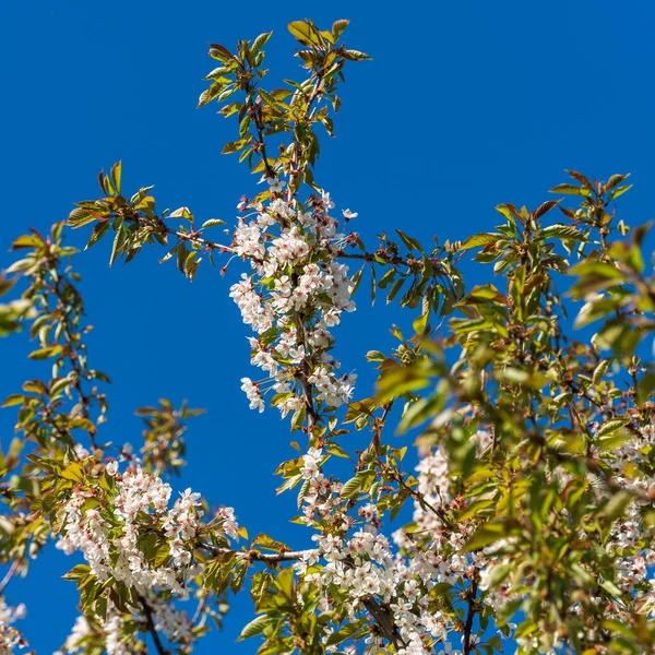白樱花在蓝天的映衬下 在树枝上的阳光下 自然的春光背景 紧贴着白花的树 四月明亮的灯光摄影 环境艺术 — 图库照片
