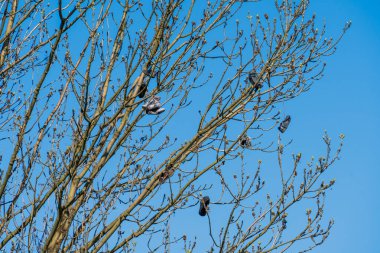 Baharda, bir çok eski ayakkabı açık havada mavi gökyüzüne karşı bir ağacın dallarında asılı durur, güneşli bir bahar günü, arka planda mavi gökyüzü