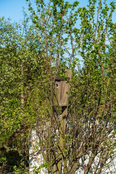 Vogelhaus Freien Einem Baumgarten Mit Jungen Grünen Blättern Zeitigen Frühling — Stockfoto