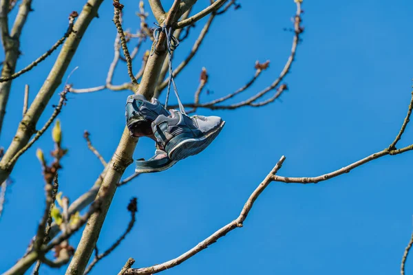 stock image In the spring, old shoes hang high on the branches of a tree against the blue sky in the open air, a sunny spring day