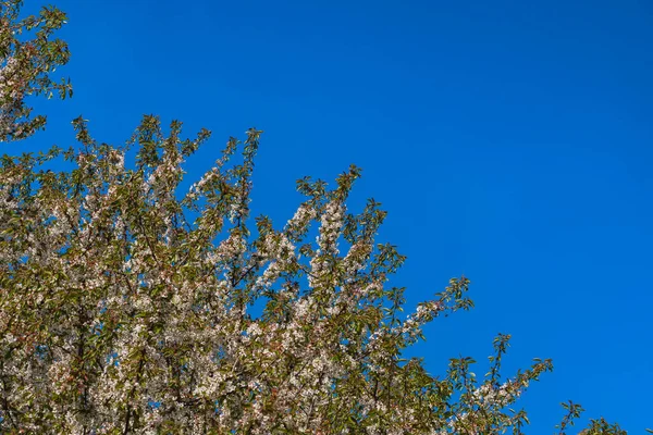 樱花枝条映衬着蓝天的阳光 美丽的自然春光背景 紧贴着白花的树 四月明亮的灯光摄影 环保艺术 — 图库照片