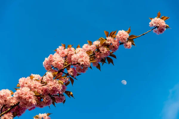 一枝粉红色的樱花 背景是月牙 春天里阳光明媚 樱桃树 蓝天上的月亮 大自然的未来主义 背景是蓝色的 — 图库照片