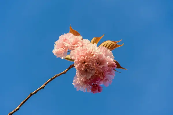 在蓝天的映衬下 一枝美丽的粉红色樱花枝叶 清澈的春日 樱花盛开 自然的未来主义和简约主义 樱花在蓝色的背景下绽放 — 图库照片