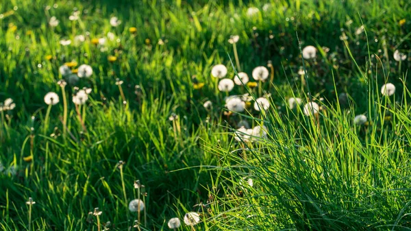 Bright green grass backlit on a spring evening, wild grass bushes and dandelions, beautiful natural green background, authentic sustainability, ecological balance