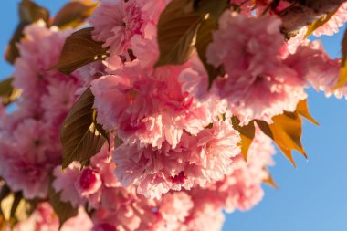 Güneş ışığında güzel pembe sakura çiçeklerinin yakın çekimi, açık bahar güneşli bir gün, kiraz çiçeği, doğal fütürizm ve minimalizm, mavi arka planda kiraz çiçeği, seçici odak