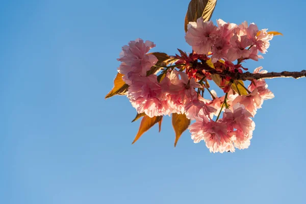 美丽的粉红色樱花枝干在蓝天的映衬下 在阳光的映衬下 樱花绽放 自然的未来主义和简约主义 樱花在户外的蓝色背景上 — 图库照片