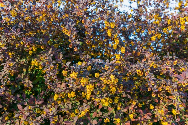Soft Selective Focus Close Shrub Yellow Flowers Blueberry Bushes Muted — Stock Photo, Image