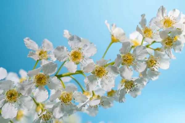 一束白花在蓝天的映衬下的特写 一束白鸟樱桃的枝条 一束白花的质感 自然界的美丽 花朵上的花粉 清澈的形象 春花壁纸 — 图库照片