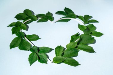 Beyaz arka planda kuş benzeri yeşil yapraklardan yapılmış kalp şekli, kopyalama alanı, konsept sanat, soyut şekil, temiz çevre, ekolojik sanat, seçici odaklanma ile yaratıcı minimalist ilkbahar kavramı