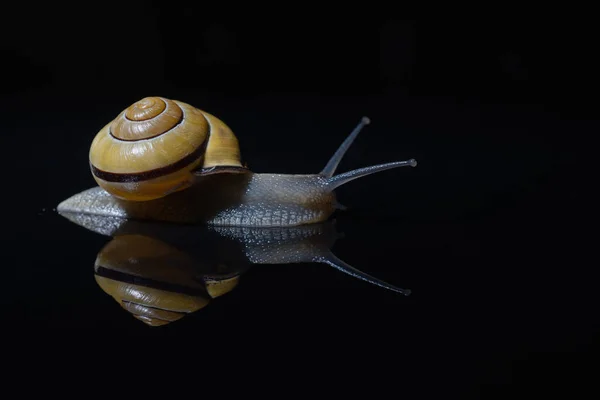 Close-up of a snail on a black mirror reflective surface, tilt and shift of the mirror background, backlit photo sample, golden ratio, wet and slimy, minimalist slow motion concept in black space