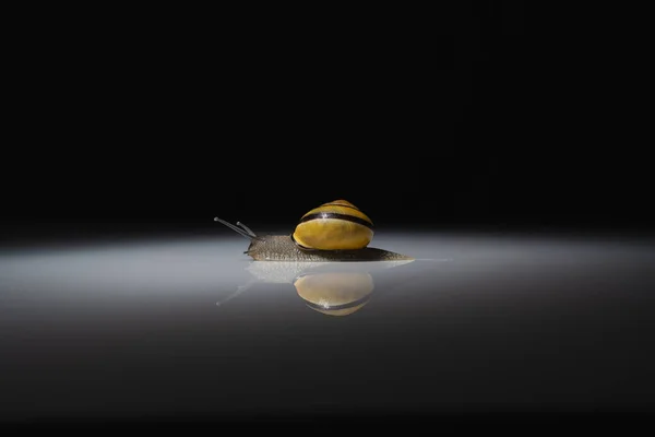 경사의 표면에 달팽이의 기울기 미끄러운 최소느린 움직임 개념검은 공간에서 — 스톡 사진