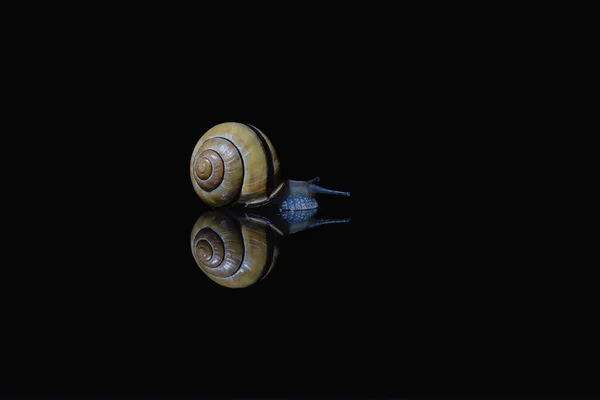 Close-up of a snail on a black mirror reflective surface, tilt and shift of the mirror background, backlit photo sample, golden ratio, wet and slimy, minimalist slow motion concept in dark space