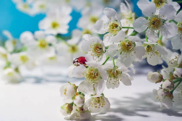 春に白い鳥の桜の花の間でLadybug 青いグラデーションの背景に美しいてんとう虫マクロ写真 3つのソース 蜂蜜の花 美しいクローズアップマクロ写真 静物画 — ストック写真