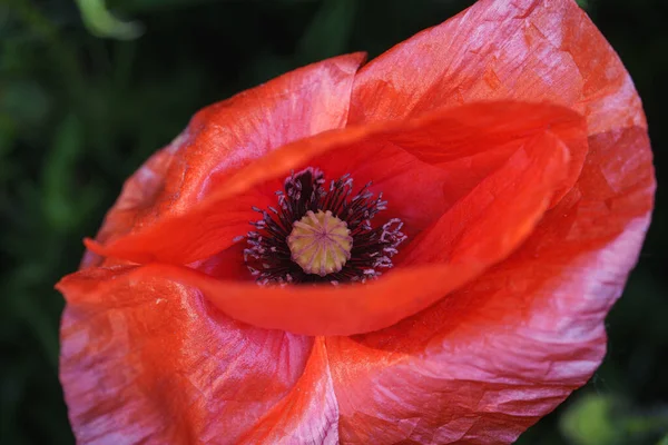 Крупним Планом Красива Червона Квітка Зеленому Тлі Квітучі Макові Рожеві — стокове фото