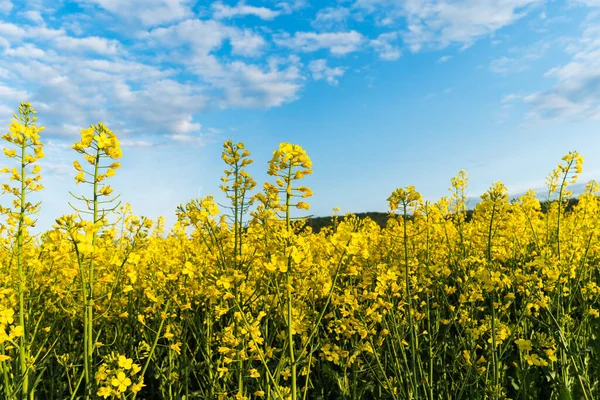 Kvetoucí Řepkové Pole Žluté Květy Pod Modrou Oblohou Rostlinný Olej — Stock fotografie