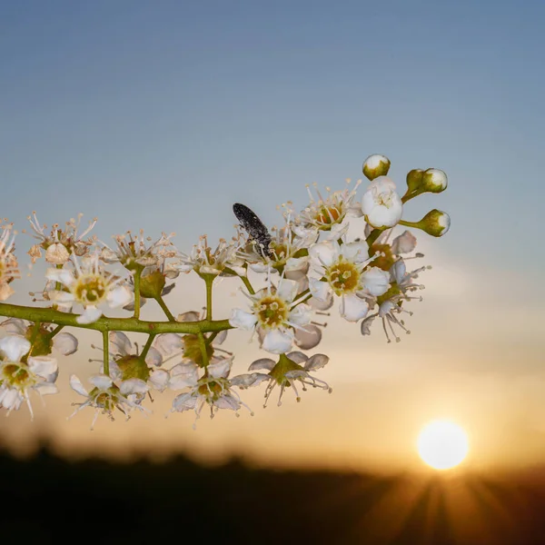 아름다운 벚꽃을 배경에 근접시키는 딱정벌레 파노라마 반딧불의 — 스톡 사진