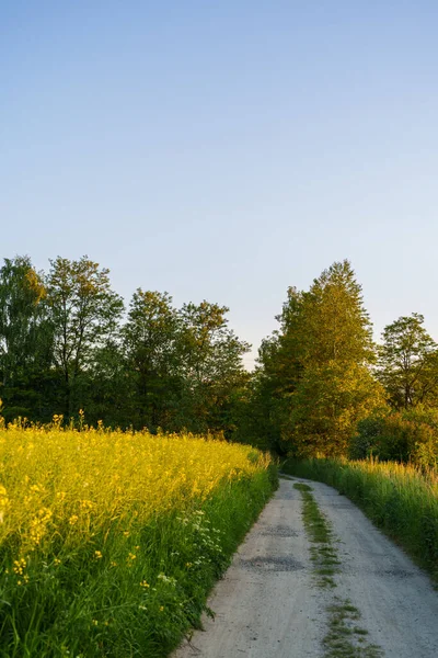 Gün batımında uzun çimenler ve ağaçlarla çevrili toprak yol, yaz akşamında, yaz ortasında, ufuk çizgisi merkezde, doğada bağlantı ve denge, yürüyebilirlik.