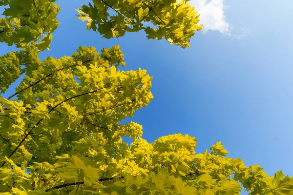 美丽的枫叶映衬着蓝天 柔和的天然黄色叶背 日式枫树在晚霞中 天空尽收眼底 春色清澈 具有复制空间的照片现实背景 — 图库照片