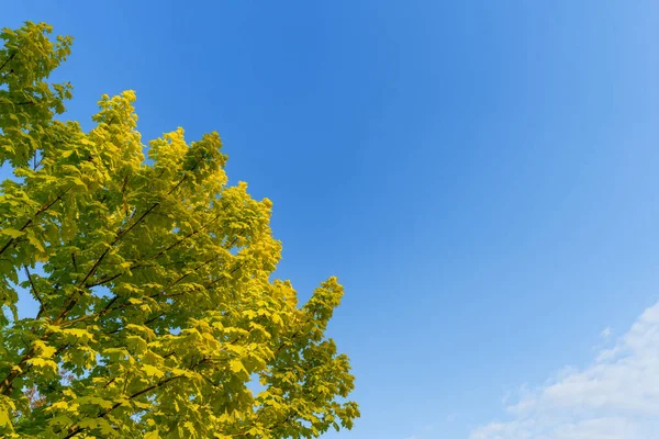 蓝色的天空映衬着金黄的枫叶 柔和的天然黄色叶背 日式枫树在晚霞中 天空尽收眼底 春色清澈 具有复制空间的照片现实背景 — 图库照片