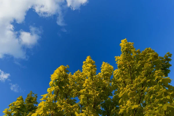 Maple Branches Golden Leaves Blue Sky Soft Natural Leaves Background — Stock Photo, Image