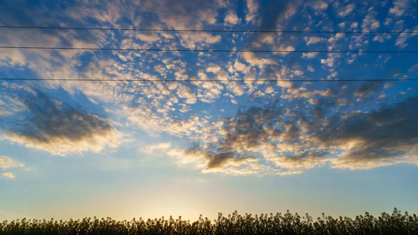 Zon Onder Boven Koolzaadveld Met Hoogspanningsdraden Bij Zonsondergang Horizontale Hoogspanningsdraden — Stockfoto