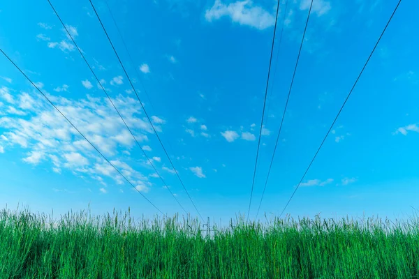High voltage power lines against blue sky over green grass, clear line, blue sky gradient, wild green grass in the foreground. Connecting lines and intertwining paths