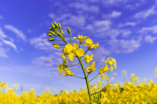 在一片黄花的田野里 在一片浅黄的田野里 在一片蓝天和浅浅的田野里 一朵朵鲜亮的黄色油菜花的特写 农民开花菜籽 油籽农艺作物 生物燃料原材料领域 — 图库照片