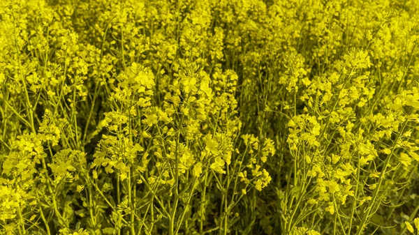 明亮的黄色油菜花在浅黄的田野里 田野的深处 农民的开花菜籽 油籽作物 宝贵的生物燃料原料领域 — 图库照片