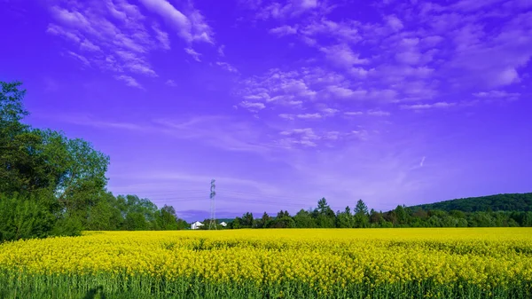 明亮的黄色油菜花在一片黄色的花地里 映衬着蓝天的云彩 农民的开花菜籽 油籽作物 宝贵的生物燃料原料领域 — 图库照片