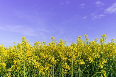 Sarı çiçeklerle dolu bir tarlada parlak sarı kanola çiçekleri güneşli bir günde bulutlu mavi bir gökyüzüne karşı. Çiftçilerin çiçek açan kolza tohumu, yağ tohumu hasatı, biyoyakıt için değerli hammadde.