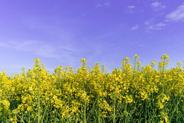 在阳光灿烂的日子里 明亮的黄色油菜花映衬着蓝天 在一片黄色的田野里绽放 农民的开花菜籽 油籽作物 宝贵的生物燃料原料领域 — 图库照片