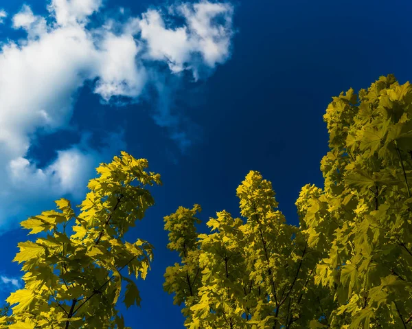 阳光照射在枫树枝头上 金黄的叶子映衬着夜晚的蓝天和白云 日本枫树映衬着夜晚的阳光 深沉的天空 背景复制空间 — 图库照片